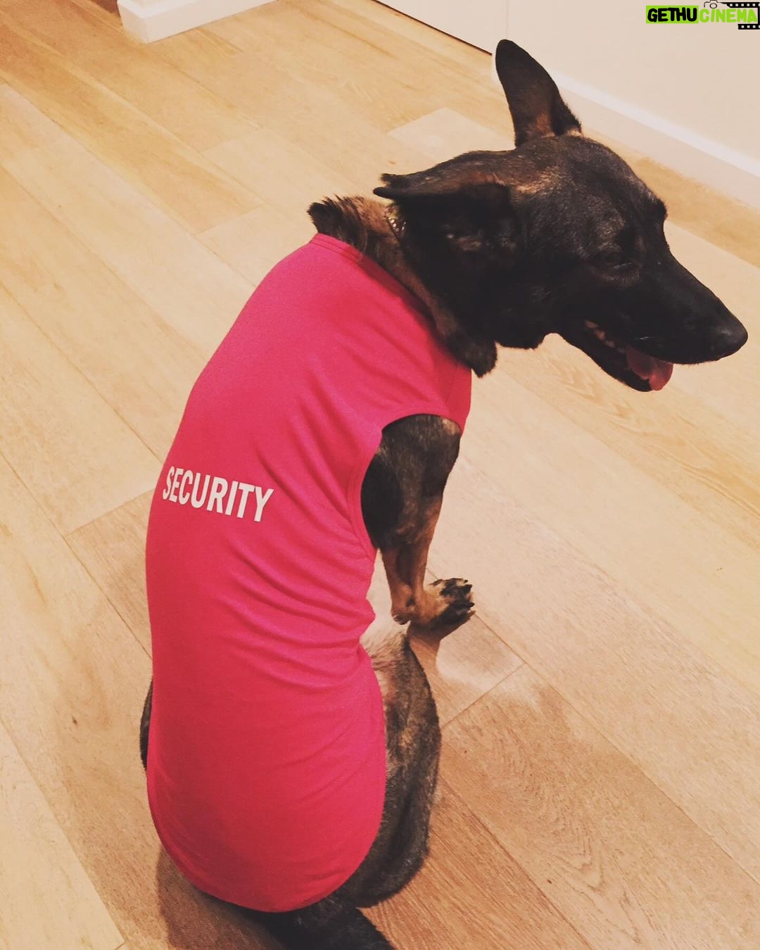 Shannen Doherty Instagram - Happy birthday to the best dog in the world. I love you to an obsessive point. @missbowiedoherty