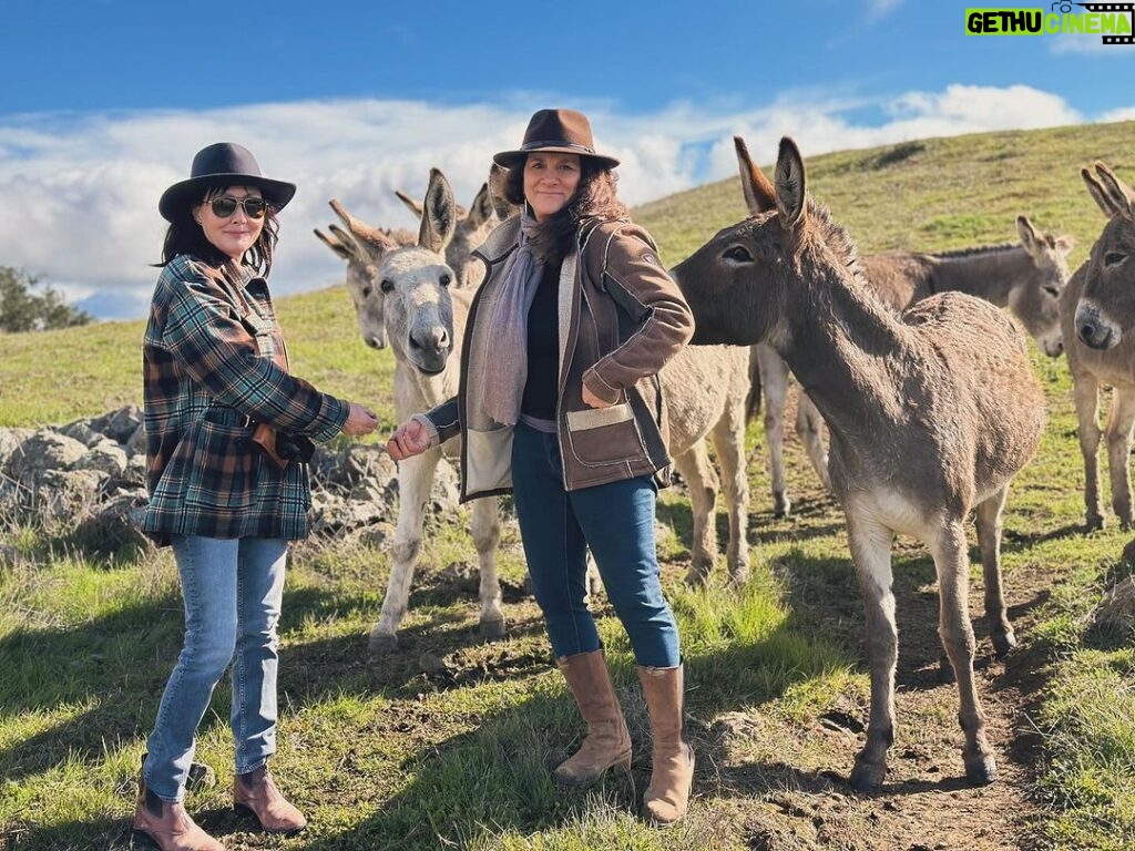 Shannen Doherty Instagram - I am so passionate about horses. Particularly about wild horses which are ingrained in the history of our country. We have books about these majestic beauties whose ancestors helped plow their lands. That helped them hunt and became an integral part of their survivability and yet we have government rounding them up to the detriment of the herd (with deaths occurring) for the sake of “humans”. When will we learn that we were gifted this land. It’s not ours alone. We share it. It’s sad to me that many of these once wild and free horses suffer the pipeline to slaughter. Please follow @returntofreedom for information and how to help.