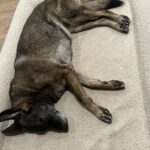 Shannen Doherty Instagram - Rough few days for the dog that holds my heart so tight. Monday she woke up and couldn’t walk. I thought maybe she had a stroke while sleeping. But @malibuvet came to house, showered her with love and care and she’s starting to improve. Dr Lisa, thank you SO much. Your love for animals is special. @missbowiedoherty and I are eternally grateful for you. Here is Bowie tonight, sound asleep and peaceful.