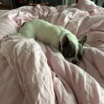 Sharon Stone Instagram - Someone doesn’t want to get up today ……