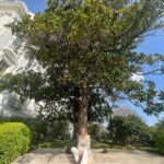 Sharon Stone Instagram - The Andrew Jackson Magnolia Tree.
