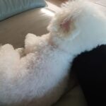Shin Hye-sun Instagram - ..무릎베개..♡