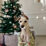 Shobhita Rana Instagram - Santa’s favourite ❤️ Dubai, United Arab Emirates