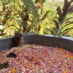 Shobhita Rana Instagram - Sweet mornings in Bali 🐝💛 📍 @soendaram.spa Jewellery @shopcider wearing @fashionnova #collab #bali #flowerbath #iwokeuplikethis #peacefulmind #beautifulnature #balilife #beautifuldestinations #reels #balitourism Bali, Indonesia