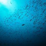 Sonakshi Sinha Instagram - And my love for the ocean only gets deeper!!! After getting our Open water certification in 2020, Dive buddy @iamzahero and me landed up in Andaman for our Advance Open Water Diving course… and it was the best 3 days of learning how to be better divers! Thanks to our amazing instructor Titiksh from @lacadives, @luminousdeep and @tanvigautama for being so helpful and capturing it so brilliantly and @paditv for making it happen… more to follow 💙 #scubadiving #mermaidlife #advancedopenwater