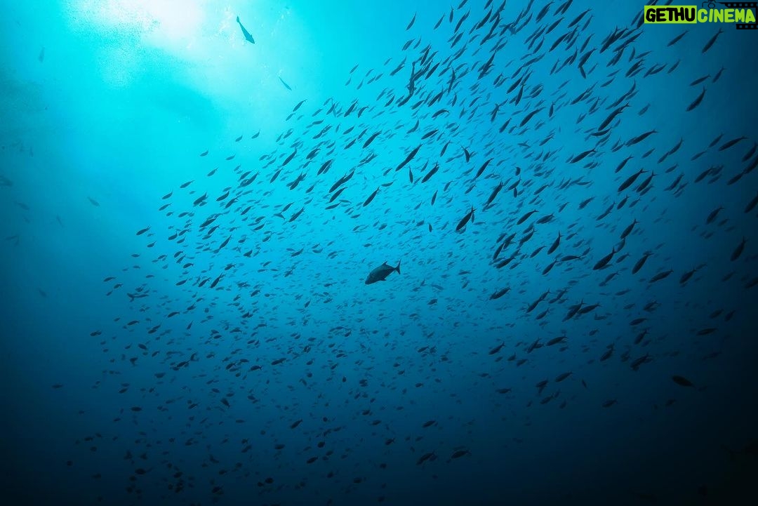 Sonakshi Sinha Instagram - And my love for the ocean only gets deeper!!! After getting our Open water certification in 2020, Dive buddy @iamzahero and me landed up in Andaman for our Advance Open Water Diving course… and it was the best 3 days of learning how to be better divers! Thanks to our amazing instructor Titiksh from @lacadives, @luminousdeep and @tanvigautama for being so helpful and capturing it so brilliantly and @paditv for making it happen… more to follow 💙 #scubadiving #mermaidlife #advancedopenwater
