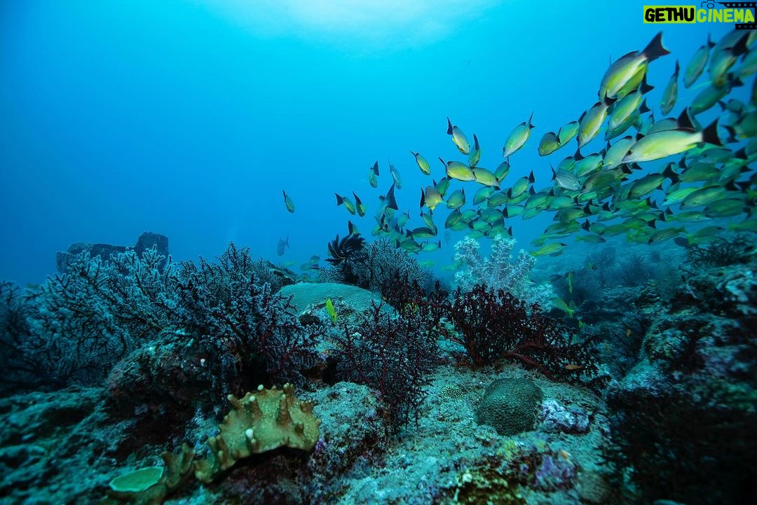 Sonakshi Sinha Instagram - And my love for the ocean only gets deeper!!! After getting our Open water certification in 2020, Dive buddy @iamzahero and me landed up in Andaman for our Advance Open Water Diving course… and it was the best 3 days of learning how to be better divers! Thanks to our amazing instructor Titiksh from @lacadives, @luminousdeep and @tanvigautama for being so helpful and capturing it so brilliantly and @paditv for making it happen… more to follow 💙 #scubadiving #mermaidlife #advancedopenwater