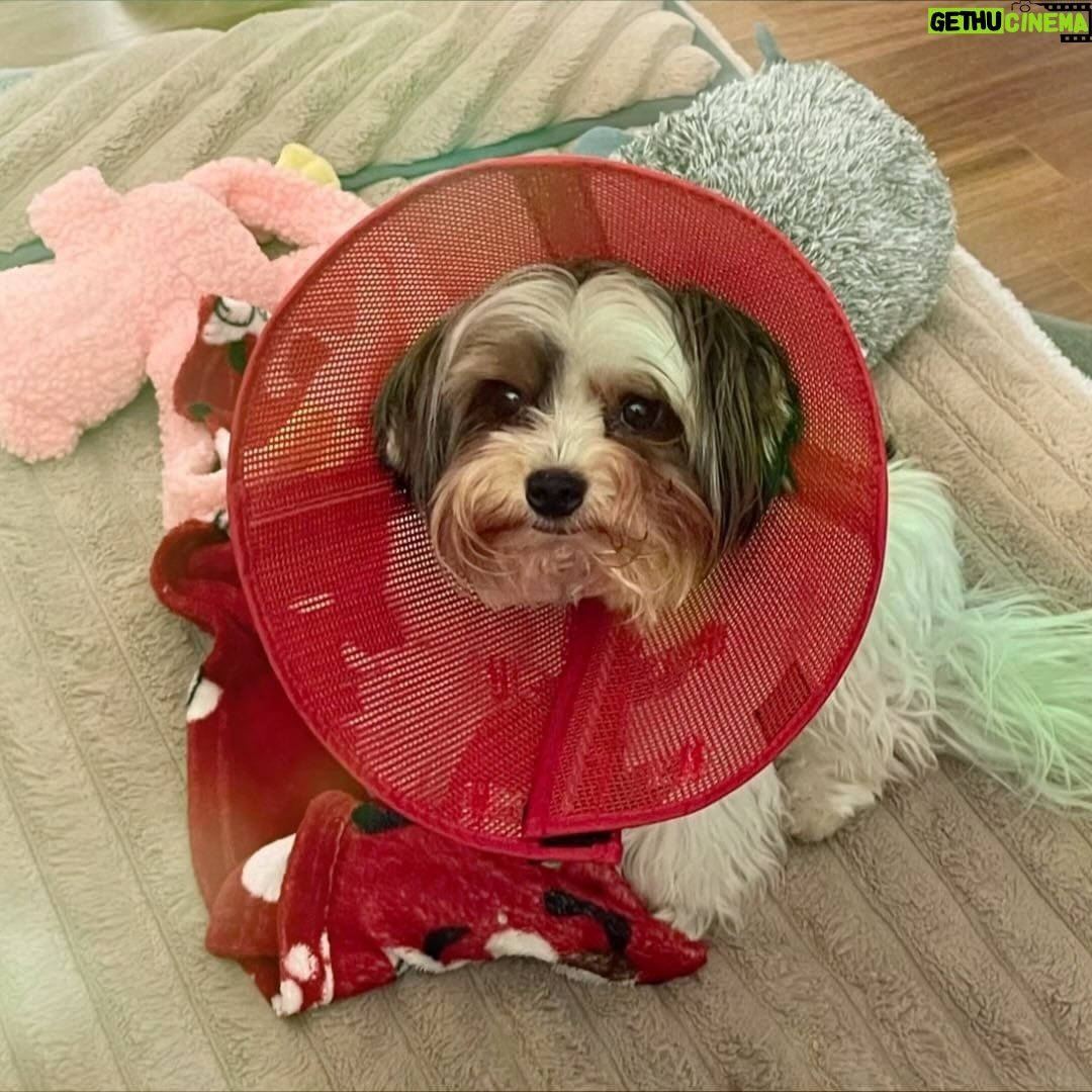 Sonia Abrão Instagram - DANTE machucou a patinha durante o passeio e agora tá com colar ortopédico para evitar que dê lambidas no ferimento! Tá com cara de Chapeuzinho Vermelho, né, @bellamorais e @abraojorge_ ? 🥰 Vem se recuperando bem, graças a Deus!!! 🙏❤️
