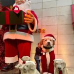 Sonia Abrão Instagram - Tentando levantar o astral neste Natal!!! Adoro decoração gigante! 🥰🎅🏻🎄Feliz Natal a todos! 🙏❤️
