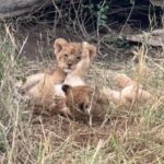 Suki Waterhouse Instagram - Serengeti ❤️