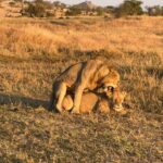 Suki Waterhouse Instagram - Serengeti ❤️