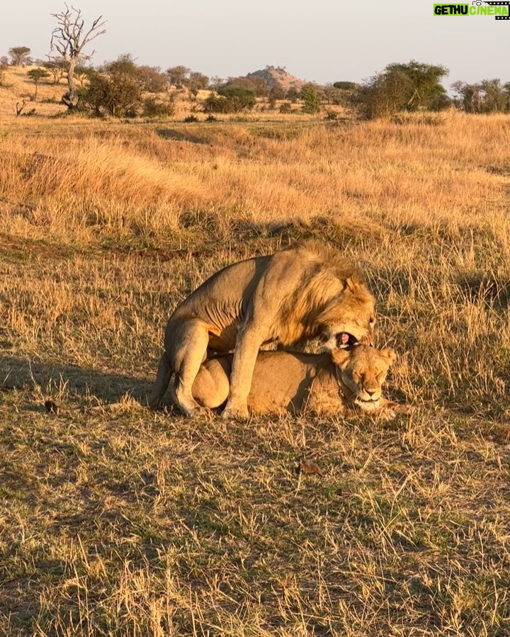 Suki Waterhouse Instagram - Serengeti ❤️