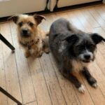 Taissa Farmiga Instagram - Scruff mutts aka my loves #rescuepups