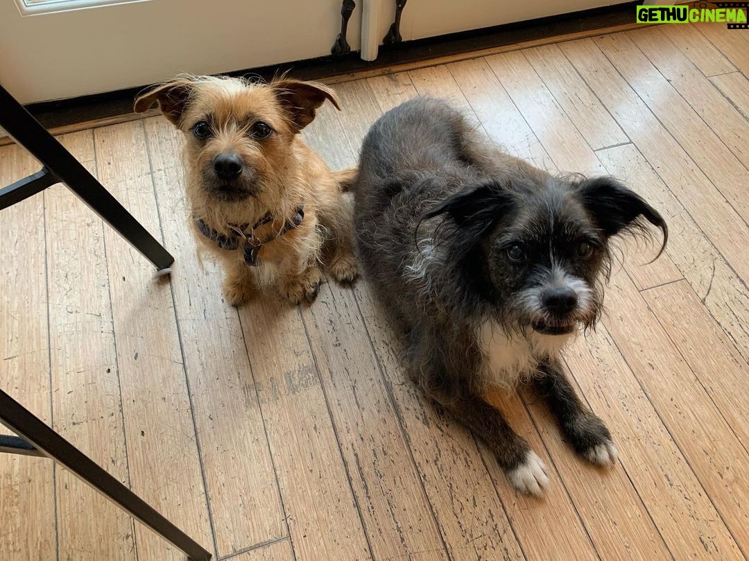 Taissa Farmiga Instagram - Scruff mutts aka my loves #rescuepups