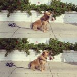Taissa Farmiga Instagram - Ciao, bella! 🌹