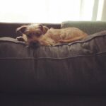 Taissa Farmiga Instagram - Cuteness first... #taztheterrier #mylove