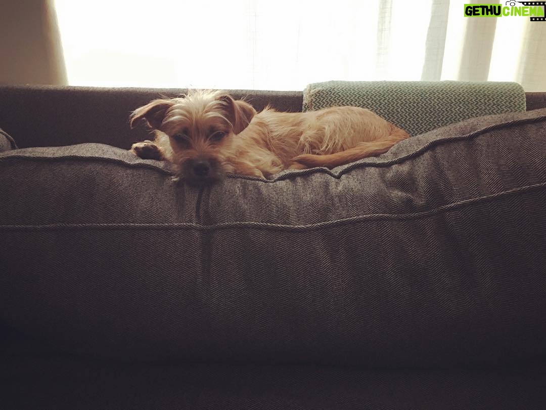 Taissa Farmiga Instagram - Cuteness first... #taztheterrier #mylove