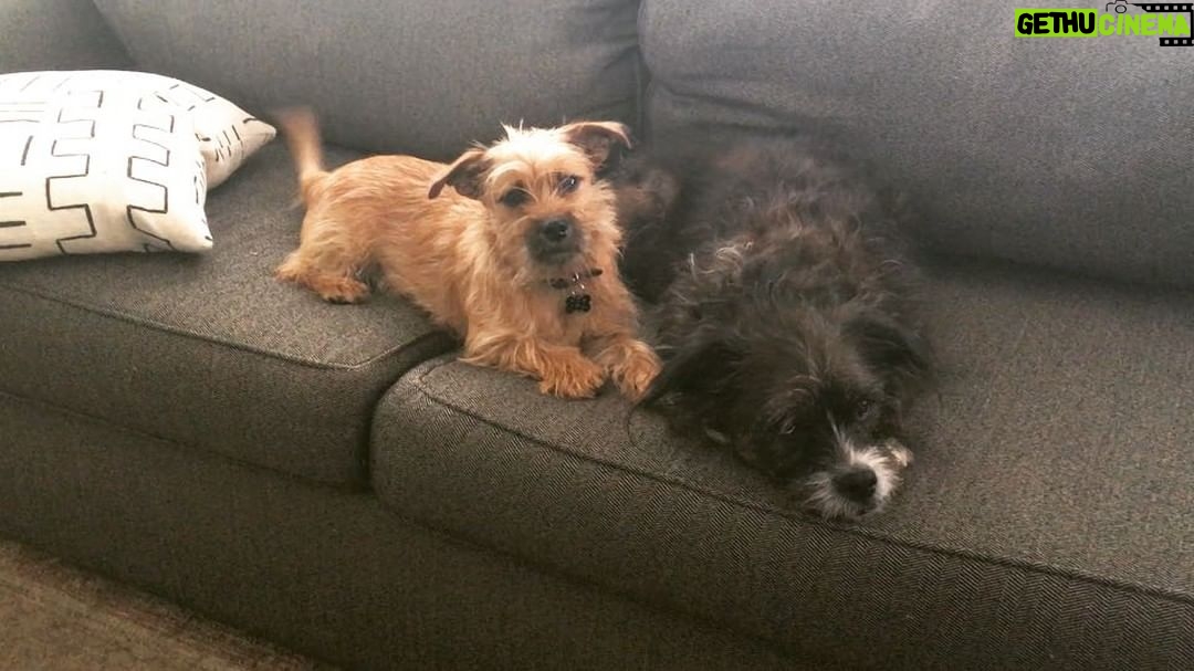 Taissa Farmiga Instagram - That dog voice though...