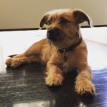 Taissa Farmiga Instagram - Little man means everything to me. #newmaninmylife #rescuepup #Taz