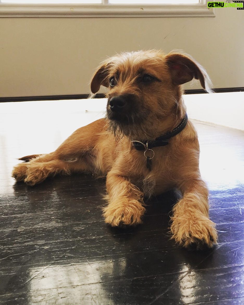 Taissa Farmiga Instagram - Little man means everything to me. #newmaninmylife #rescuepup #Taz
