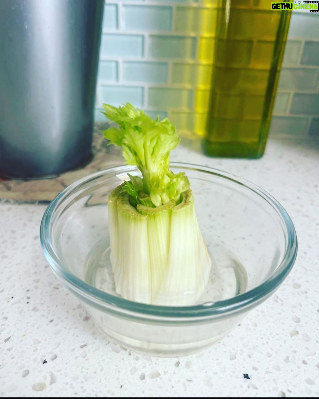 Taryn Manning Instagram - I’m so happy to see my celery grow. I think it’s neat. I heard this can happen, and it is. If you chop a cow's head off, it doesn’t grow back; cause that’s dead matter, and was tortured and suffered, you eat that sadness and despair, but if you chop a celery’s stalk off, look. It’s happy and grows more life. Put life in your body. Why exacerbate the inevitable? We will die. No one leaves here alive. Life only—live food. There is plenty of protein in fruits and veggies, a plant-based diet, and that doesn't mean soy you won't grow boobies trust me. 🌼 #plantbased #loveanimals #health Palm Springs, California