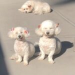 Taryn Manning Instagram – I miss you everyday gals 🥹 #tbt #penguin #curlylamb #happytails #rescues #mydogs #rip 🌈