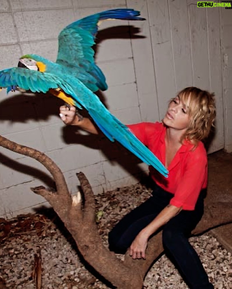 Taryn Manning Instagram - Beautiful birds #parrots #cockatoo 🦜🌴🦩some even outlive us 🥹