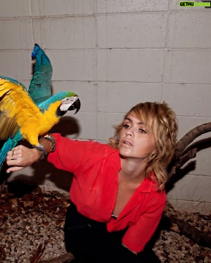 Taryn Manning Instagram - Beautiful birds #parrots #cockatoo 🦜🌴🦩some even outlive us 🥹