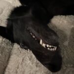 Taylor Hill Instagram – Happy Salem Saturday and national puppy day 🥰 dogs = life 🐕‍🦺🖤🤍