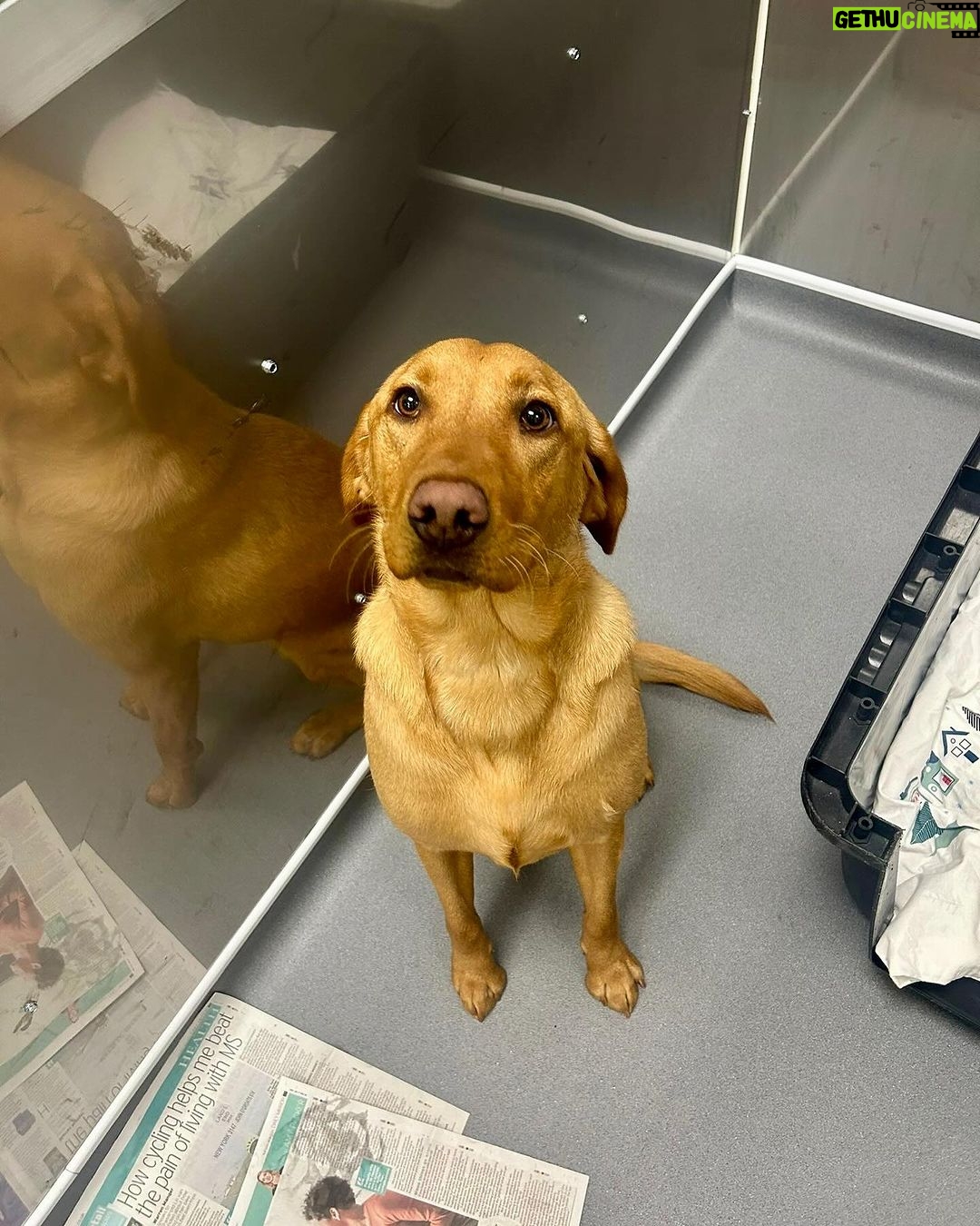 Tom Felton Instagram - A huge thank you to @aia_pets for getting my bff’s across the pond safely, healthy & happily. ❤️