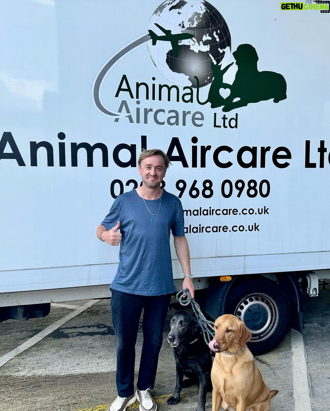 Tom Felton Instagram - A huge thank you to @aia_pets for getting my bff’s across the pond safely, healthy & happily. ❤️