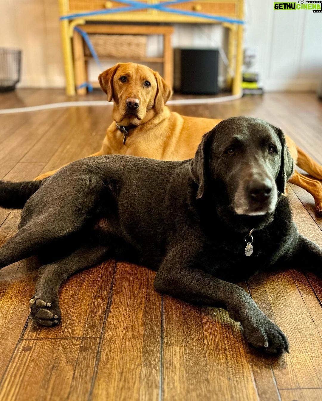 Tom Felton Instagram - A huge thank you to @aia_pets for getting my bff’s across the pond safely, healthy & happily. ❤️