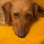 Tommaso Zorzi Instagram - Secondo voi chi è stato? (Te li scalo dalla pappa)