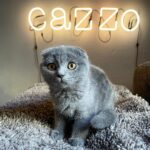 Tommaso Zorzi Instagram – Benvenuto a casa Priscilla (è un maschietto).