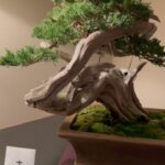 Tommy Lee Instagram – Thank you @ritzcarltontokyo  for the insane bonsai party in my room! I love you…. And the nearly extinct Buttsai ??? Courtesy of @brittanyfurlan