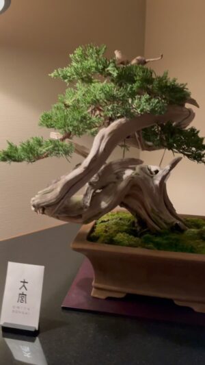 Tommy Lee Instagram - Thank you @ritzcarltontokyo  for the insane bonsai party in my room! I love you…. And the nearly extinct Buttsai ??? Courtesy of @brittanyfurlan