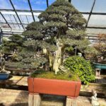 Tommy Lee Instagram - Repost from @robertpressler • Shinji Suzuki’sBonsai Museum Part2 #bonsaiperfection #incrediblejourney #bonsaiart