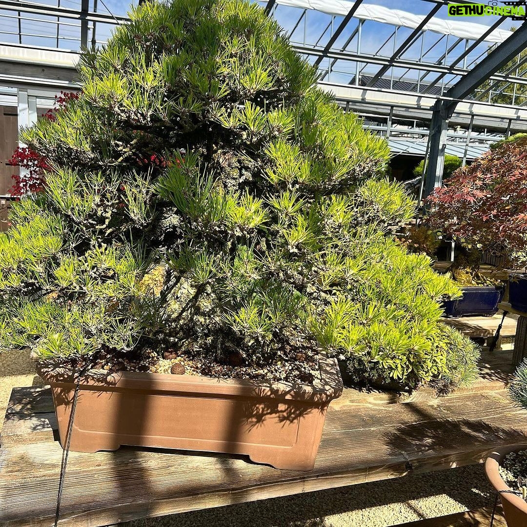 Tommy Lee Instagram - Repost from @robertpressler • Shinji Suzuki’sBonsai Museum Part2 #bonsaiperfection #incrediblejourney #bonsaiart
