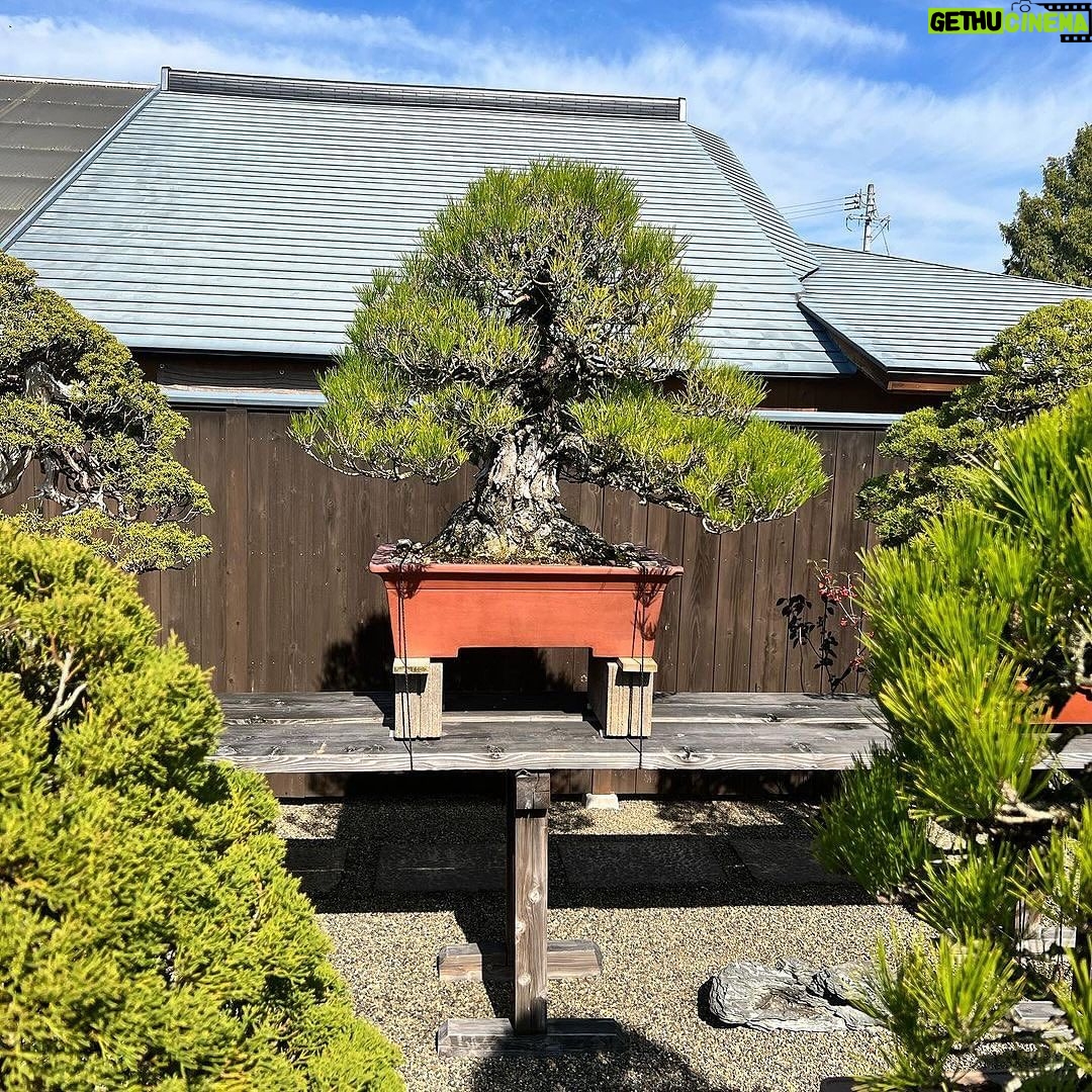 Tommy Lee Instagram - Repost from @robertpressler • Shinji Suzuki’sBonsai Museum Part2 #bonsaiperfection #incrediblejourney #bonsaiart
