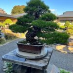 Tommy Lee Instagram - Repost from @robertpressler • Omiya Bonsai Musuem #rockingbonsai#japan#bonsaiart#incrediblejourney #lovebonsai#bonsaibp