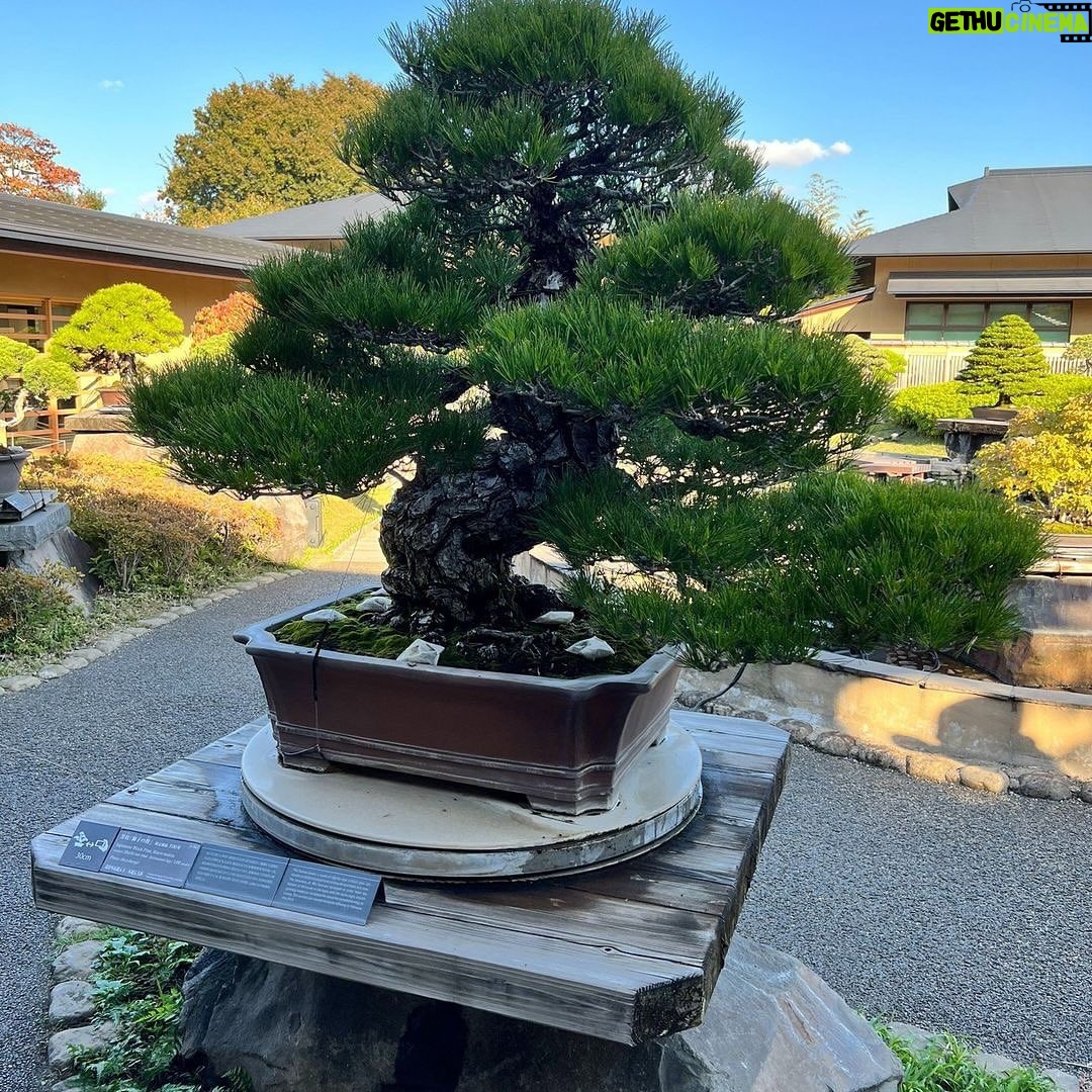 Tommy Lee Instagram - Repost from @robertpressler • Omiya Bonsai Musuem #rockingbonsai#japan#bonsaiart#incrediblejourney #lovebonsai#bonsaibp