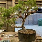 Tommy Lee Instagram - Grasshoppers 1st Bonsai 🎋 work in progress….