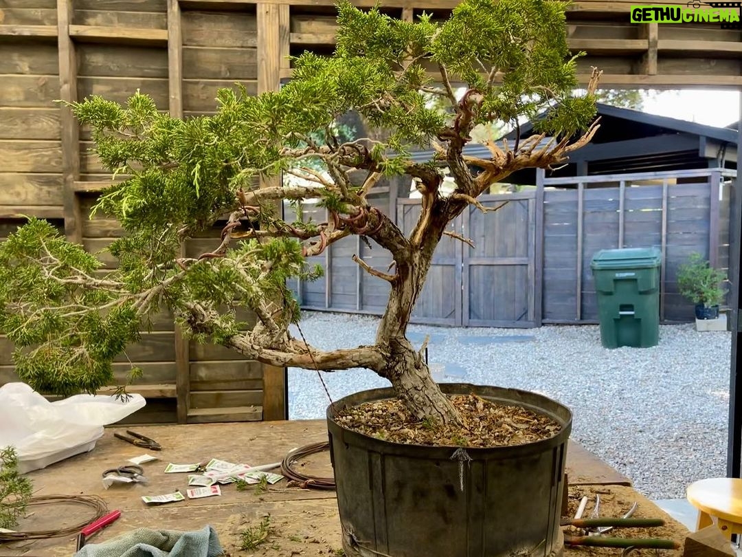 Tommy Lee Instagram - Grasshoppers 1st Bonsai 🎋 work in progress….