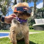 Tony Robbins Instagram – The whole family got in on today’s solar eclipse! 🐶🌞🌒 We were blessed to be in the path of totality back in 2017 — hopefully you all keep your eyes covered and didn’t try to sneak a peek like my always mischievous wife! 🤣

Let’s share in this moment of cosmic awe — who else was skywatching today? 🕶️