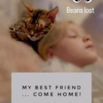 Tori Spelling Instagram - BEAN is OUR EVERYTHING! #BringBeanHome Call or Text anytime day or night (661) 477-4494 Anonymous/No Questions asked/ REWARD/ DONATION /HUGS/GRATITUDE . BEAN is MISSING from Hidden Hills, Ca. Since Dec 27th. #bengalcat Neutered/Chipped MY kids best friend. My 14 year old daughter is BEAN’S human. She was bullied terribly and suffers from severe anxiety and panic attacks. ONLY BEAN our cat knows when an attack is coming and lays on her chest and kneads biscuits till she’s safely out of the attack. PLEASE RETURN BEAN. CHILDREN NEED HIM. Hidden Hills, California