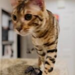 Tori Spelling Instagram - BEAN our family… is still missing since Dec 27th! He is the love of our lives and my kids are devastated! My 14 year old daughter who suffers major anxiety is his human. Bean knows before she gets her panic attacks and lays on her chest and kneads biscuits. Bean is a neutered and microchipped indoor Bengal cat. He never leaves our home! We love and care for him with all our hearts. The day he got out someone new was at house and by accident left door ajar. She is no longer with us. If you have BEAN pls #bringbeanhome no questions asked. My kids NEED him. He NEEDS his family. REWARD. We will do anything. Please call/or text day or night with any info! 1 (661) 477-4494 . Missing from Hidden Hills, Ca. Hidden Hills, California
