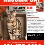 Tori Spelling Instagram - Our hearts are broken 💔… - I didn’t want to have to share this on social media. But, since December 27, 2022 our beloved fur son cat BEAN has been missing. Our baby is an indoor only cat. Someone new came to work that day and by accident let him out. We’ve searched day and night. We’ve posted in our neighborhood and we’ve reached out to rescue groups and shelters across California. No sighting of Bean. We are praying someone saw a beautiful lost Bengal and took him in . If you did we are grateful. But, his family is missing him beyond words! 😭😭😭😭😭😭😭. My 14 year old daughter @stella_mcdermott08 is Bean’s human. I’ve publicly shared her bullying journey. She’s overcome many obstacles but not without severe anxiety. She still gets bad panic attacks. The beautiful thing is BEAN could predict when she was going to have a panic attack. He would climb onto her chest and “knead biscuits”. Their love is so amazing. Bean loves to goto each of the kids rooms and cuddle beside them while they sleep. He gives unconditional love. We love him so insanely much. PLEASE my children are heartbroken 💔 😭. No questions asked. We just want our boy back. Our family is not complete without him. Bean is microchipped. Please share this post! Please help #bringbeanhome #bengals @mrbeanthebengal @seneeblue.rescuedoodle Hidden Hills, California