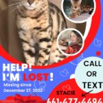 Tori Spelling Instagram - Our hearts are broken 💔… - I didn’t want to have to share this on social media. But, since December 27, 2022 our beloved fur son cat BEAN has been missing. Our baby is an indoor only cat. Someone new came to work that day and by accident let him out. We’ve searched day and night. We’ve posted in our neighborhood and we’ve reached out to rescue groups and shelters across California. No sighting of Bean. We are praying someone saw a beautiful lost Bengal and took him in . If you did we are grateful. But, his family is missing him beyond words! 😭😭😭😭😭😭😭. My 14 year old daughter @stella_mcdermott08 is Bean’s human. I’ve publicly shared her bullying journey. She’s overcome many obstacles but not without severe anxiety. She still gets bad panic attacks. The beautiful thing is BEAN could predict when she was going to have a panic attack. He would climb onto her chest and “knead biscuits”. Their love is so amazing. Bean loves to goto each of the kids rooms and cuddle beside them while they sleep. He gives unconditional love. We love him so insanely much. PLEASE my children are heartbroken 💔 😭. No questions asked. We just want our boy back. Our family is not complete without him. Bean is microchipped. Please share this post! Please help #bringbeanhome #bengals @mrbeanthebengal @seneeblue.rescuedoodle Hidden Hills, California