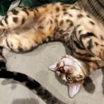 Tori Spelling Instagram - Our hearts are broken 💔… - I didn’t want to have to share this on social media. But, since December 27, 2022 our beloved fur son cat BEAN has been missing. Our baby is an indoor only cat. Someone new came to work that day and by accident let him out. We’ve searched day and night. We’ve posted in our neighborhood and we’ve reached out to rescue groups and shelters across California. No sighting of Bean. We are praying someone saw a beautiful lost Bengal and took him in . If you did we are grateful. But, his family is missing him beyond words! 😭😭😭😭😭😭😭. My 14 year old daughter @stella_mcdermott08 is Bean’s human. I’ve publicly shared her bullying journey. She’s overcome many obstacles but not without severe anxiety. She still gets bad panic attacks. The beautiful thing is BEAN could predict when she was going to have a panic attack. He would climb onto her chest and “knead biscuits”. Their love is so amazing. Bean loves to goto each of the kids rooms and cuddle beside them while they sleep. He gives unconditional love. We love him so insanely much. PLEASE my children are heartbroken 💔 😭. No questions asked. We just want our boy back. Our family is not complete without him. Bean is microchipped. Please share this post! Please help #bringbeanhome #bengals @mrbeanthebengal @seneeblue.rescuedoodle Hidden Hills, California