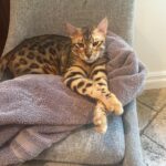 Tori Spelling Instagram - Our hearts are broken 💔… - I didn’t want to have to share this on social media. But, since December 27, 2022 our beloved fur son cat BEAN has been missing. Our baby is an indoor only cat. Someone new came to work that day and by accident let him out. We’ve searched day and night. We’ve posted in our neighborhood and we’ve reached out to rescue groups and shelters across California. No sighting of Bean. We are praying someone saw a beautiful lost Bengal and took him in . If you did we are grateful. But, his family is missing him beyond words! 😭😭😭😭😭😭😭. My 14 year old daughter @stella_mcdermott08 is Bean’s human. I’ve publicly shared her bullying journey. She’s overcome many obstacles but not without severe anxiety. She still gets bad panic attacks. The beautiful thing is BEAN could predict when she was going to have a panic attack. He would climb onto her chest and “knead biscuits”. Their love is so amazing. Bean loves to goto each of the kids rooms and cuddle beside them while they sleep. He gives unconditional love. We love him so insanely much. PLEASE my children are heartbroken 💔 😭. No questions asked. We just want our boy back. Our family is not complete without him. Bean is microchipped. Please share this post! Please help #bringbeanhome #bengals @mrbeanthebengal @seneeblue.rescuedoodle Hidden Hills, California
